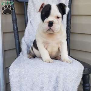 Piglet, English Bulldog Puppy