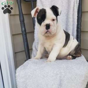 Piglet, English Bulldog Puppy