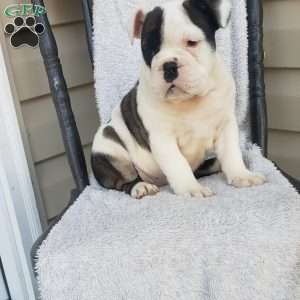 Piglet, English Bulldog Puppy