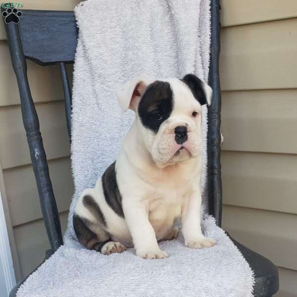 Piglet, English Bulldog Puppy