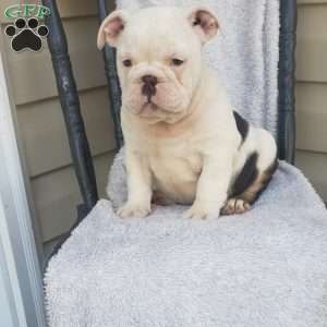 Tigger, English Bulldog Puppy