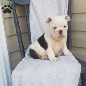 Tigger, English Bulldog Puppy