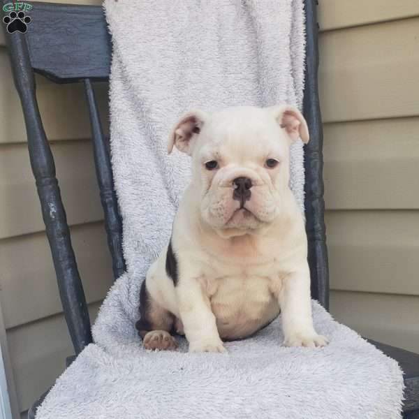 Tigger, English Bulldog Puppy