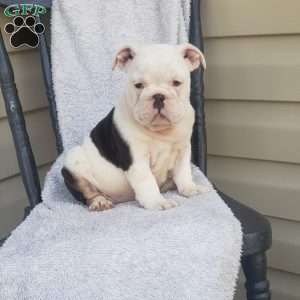 Tigger, English Bulldog Puppy