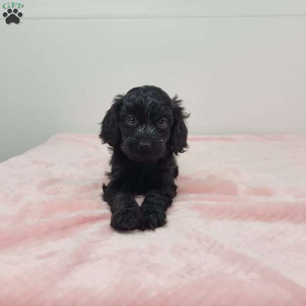 Cristy, Cavapoo Puppy