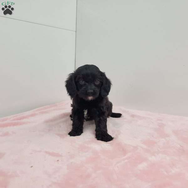 Chloe, Cavapoo Puppy