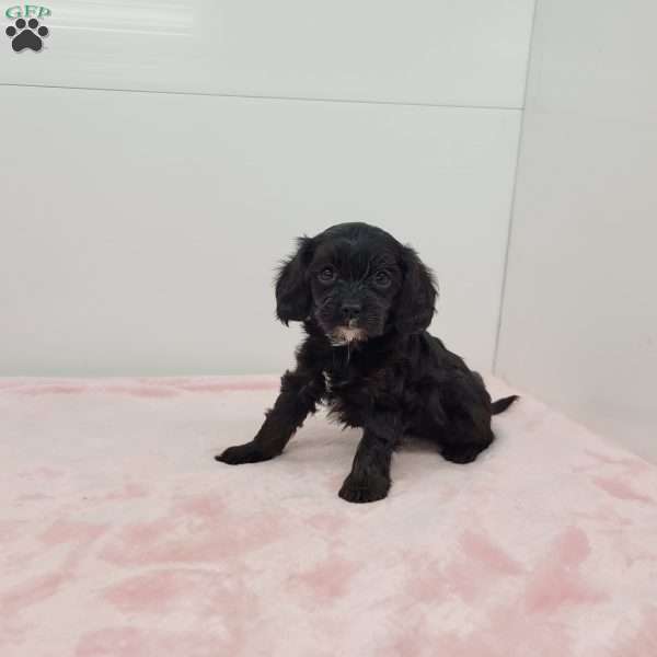 Cindy, Cavapoo Puppy