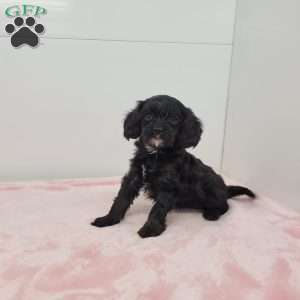 Cindy, Cavapoo Puppy