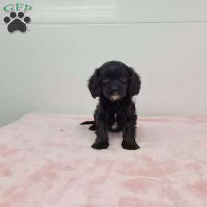 Cindy, Cavapoo Puppy