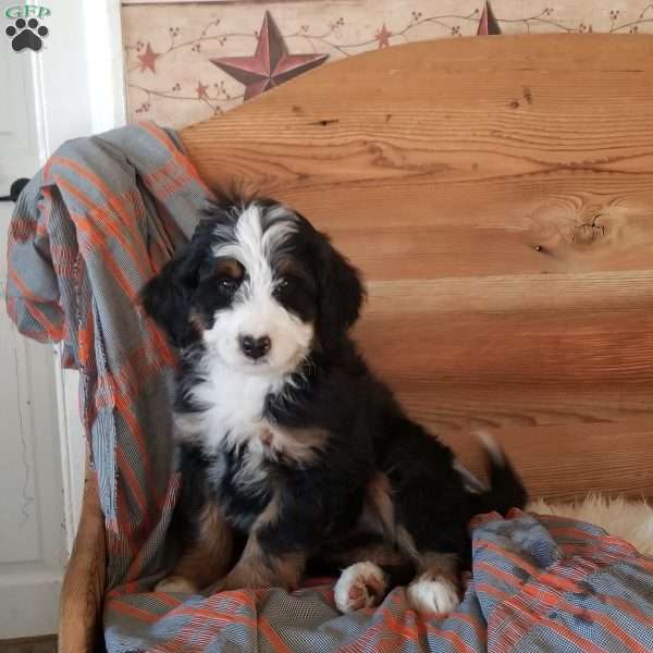 Charles, Mini Bernedoodle Puppy