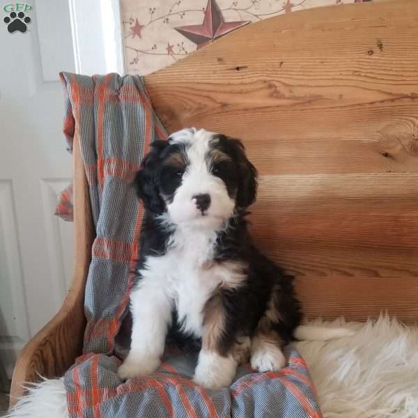 Oliver, Mini Bernedoodle Puppy