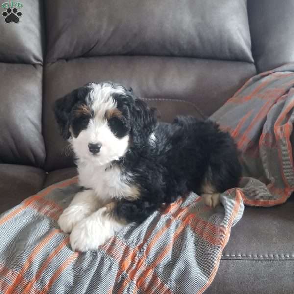 Alex, Mini Bernedoodle Puppy