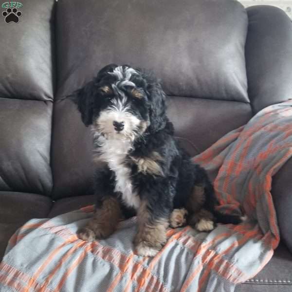 Bruno, Mini Bernedoodle Puppy