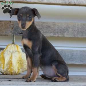 Elvis, Miniature Pinscher Puppy