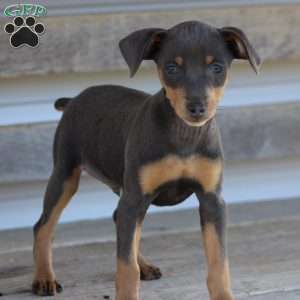 Elvis, Miniature Pinscher Puppy