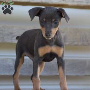 Elvis, Miniature Pinscher Puppy