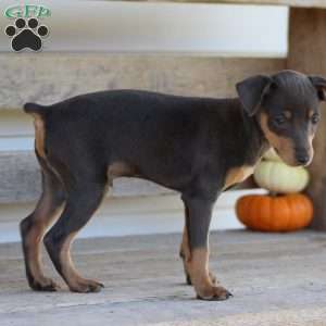 Elvis, Miniature Pinscher Puppy