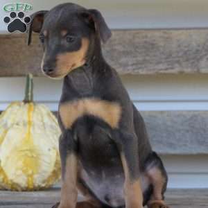 Elvis, Miniature Pinscher Puppy