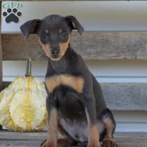 Elvis, Miniature Pinscher Puppy