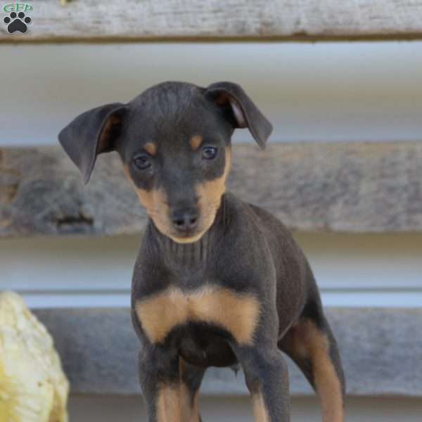 Elvis, Miniature Pinscher Puppy