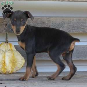 Elvis, Miniature Pinscher Puppy