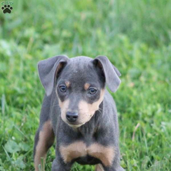 Rodrigo, Miniature Pinscher Puppy