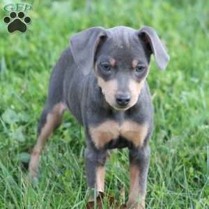 Rodrigo, Miniature Pinscher Puppy