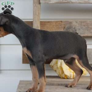 Rodrigo, Miniature Pinscher Puppy