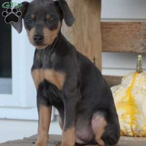 Rodrigo, Miniature Pinscher Puppy