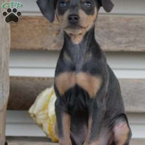 Rodrigo, Miniature Pinscher Puppy