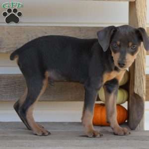 Rodrigo, Miniature Pinscher Puppy