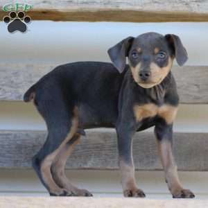 Rodrigo, Miniature Pinscher Puppy