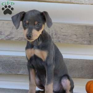 Rodrigo, Miniature Pinscher Puppy