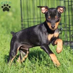 Mini doberman pinscher puppies for sale near me best sale