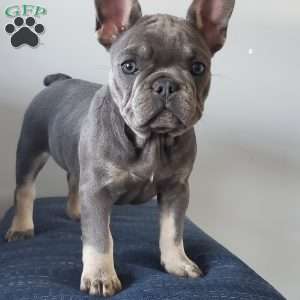 Missy, French Bulldog Puppy