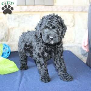 Kathy, Mini Labradoodle Puppy