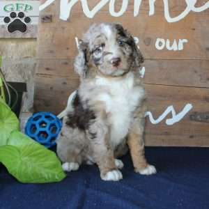 Kody, Mini Labradoodle Puppy