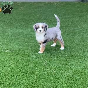 Gracie, Mini Bernedoodle Puppy