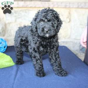 Kathy, Mini Labradoodle Puppy