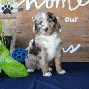 Kody, Mini Labradoodle Puppy