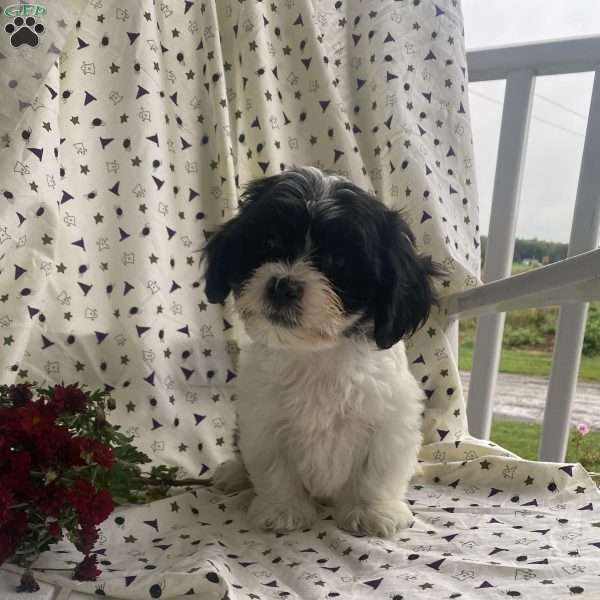 Pumpkin, Bichon Mix Puppy