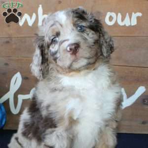 Kody, Mini Labradoodle Puppy