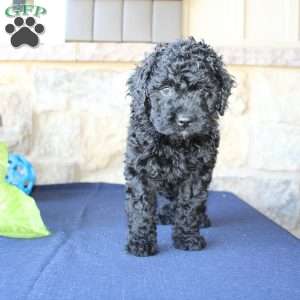 Kathy, Mini Labradoodle Puppy