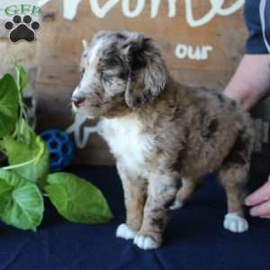 Kody, Mini Labradoodle Puppy