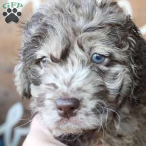 Kelly, Mini Labradoodle Puppy