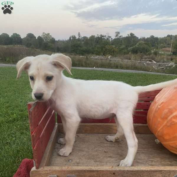 Phil, Labrador Mix Puppy