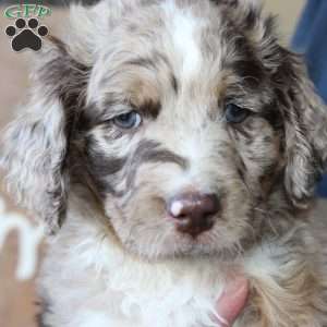 Kody, Mini Labradoodle Puppy