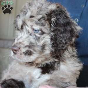 Kelly, Mini Labradoodle Puppy