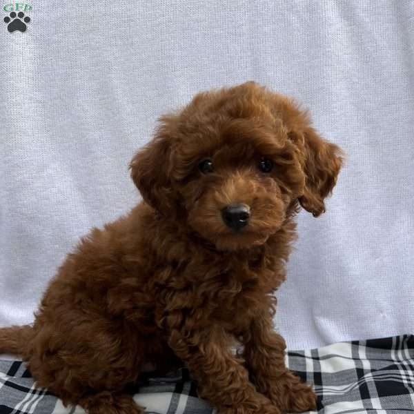 Hollywood, Toy Poodle Puppy