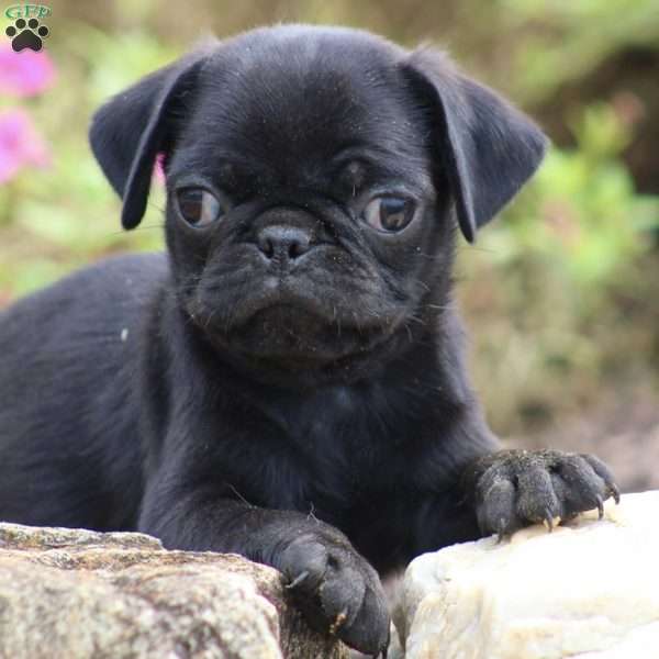 Freddy, Pug Puppy